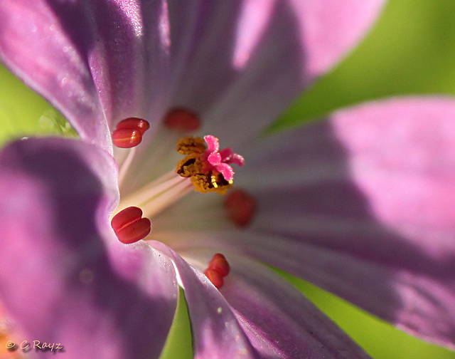 Herb Robert Inards