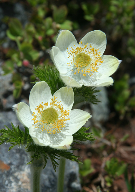 Western Pasque Flower (Anemone occidentalis)