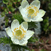 Western Pasque Flower (Anemone occidentalis)