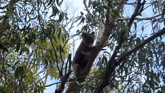 koala infestation