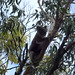 koala infestation