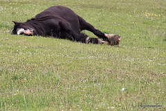 Fred having another snooze!