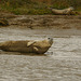 Common Seal