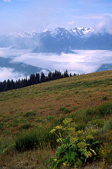 The Olympics from Hurricane Ridge