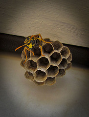 Wasp on Nest