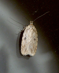 Agonopterix propinquella