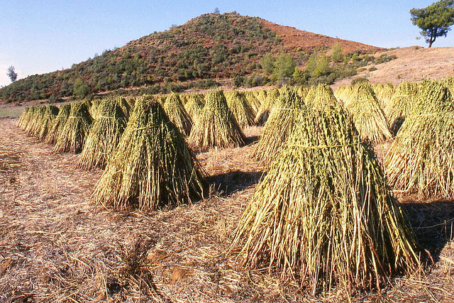 Sesame Crop