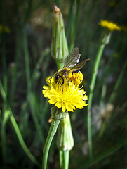 Pollen-Covered Bee on Yellow Flower