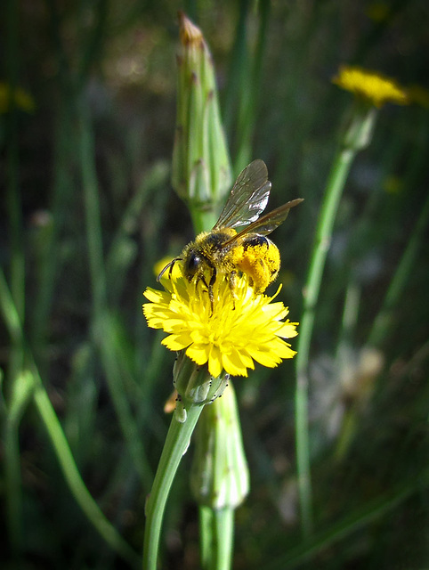 Pollen-Covered Bee on Yellow Flower