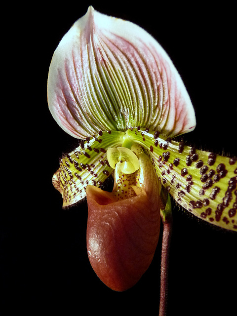 Paphiopedilum (Nightfire x Slipknot)