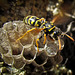Fluttering Wasp on Nest