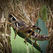 Huge Grasshopper on Leaf