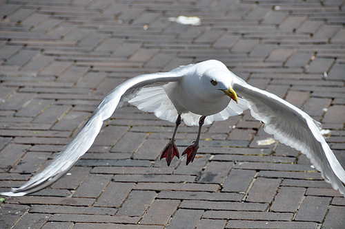 Seagull