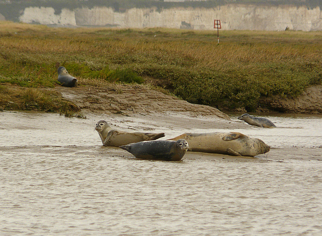 Common Seals