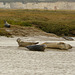 Common Seals