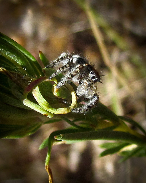 Jumping Spider