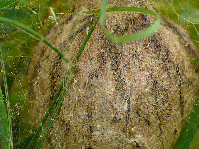 Wasp Spider Egg Sac