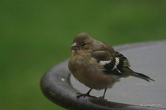 This is MY birdbath!