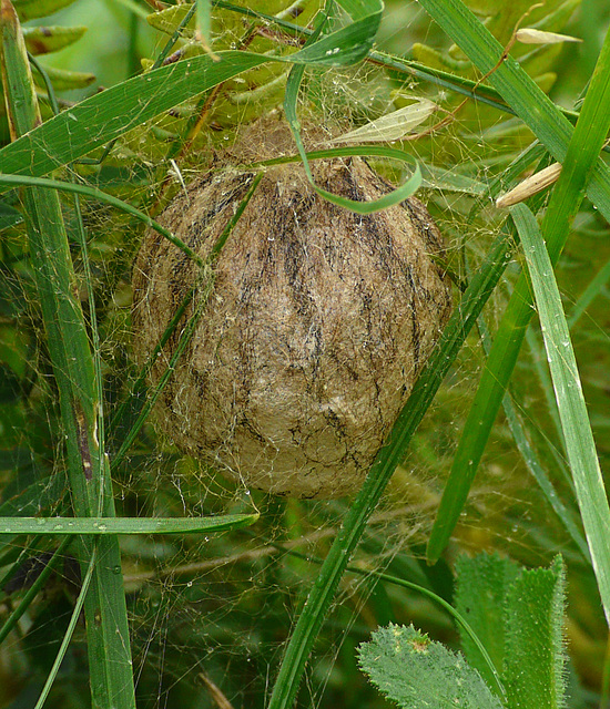 Wasp Spider Egg Sac