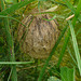 Wasp Spider Egg Sac