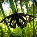 Old Marbled White Moth (Melanargia galathea)