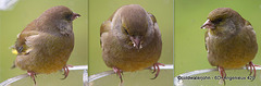 Greenfinch feeding