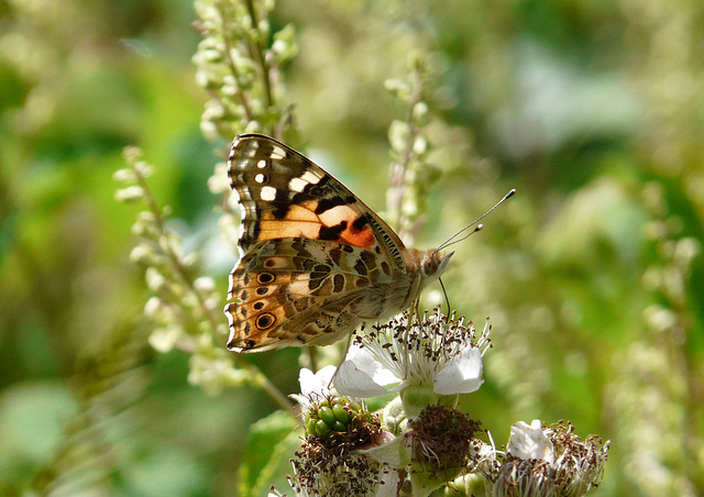 Painted Lady Side