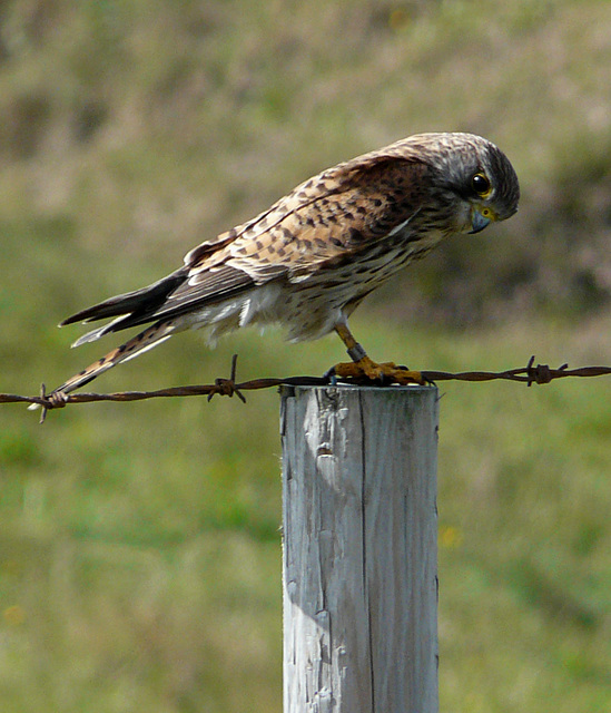 First Year Kestral