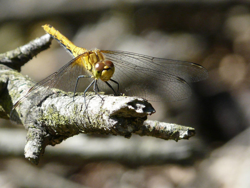 Ruddy Darter Female Face