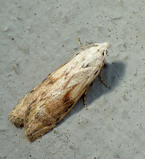 Bee Moth -Male