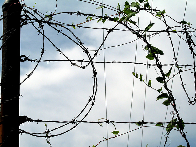 Barbed Wire, Vines, Telephone Lines