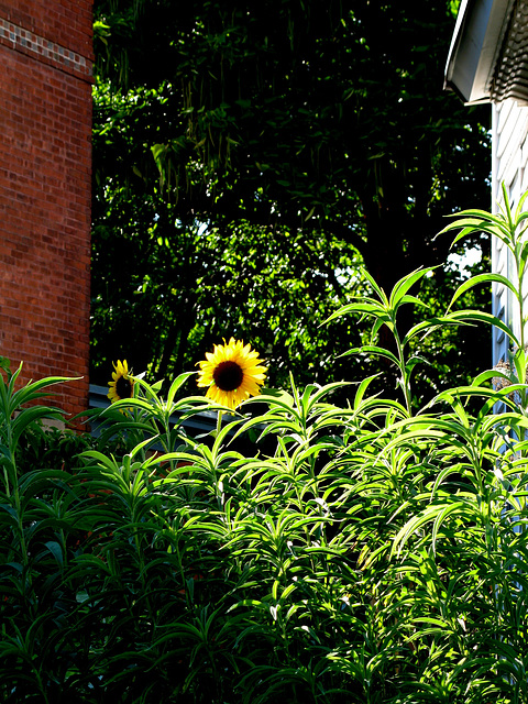 Someone's Side Garden