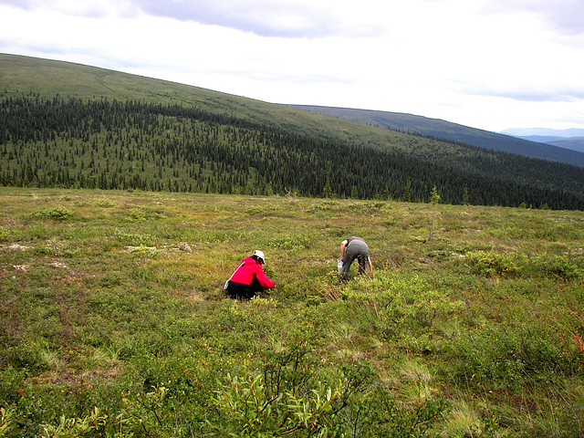 Berry pickers too