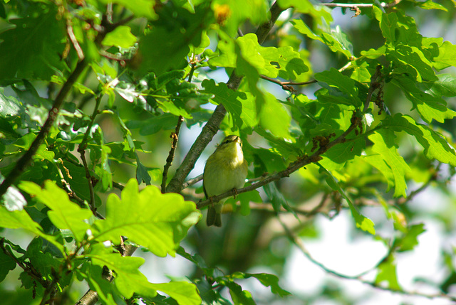 Willow warbler