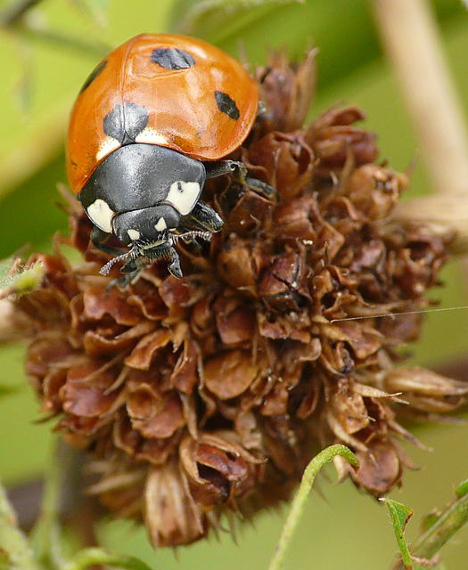 7-spot Ladybird