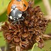 7-spot Ladybird