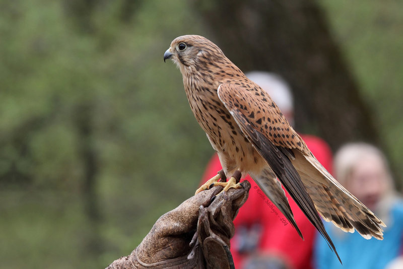 Turmfalke (Hellabrunn)