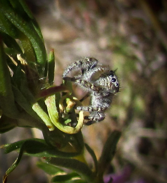 Jumping Spider