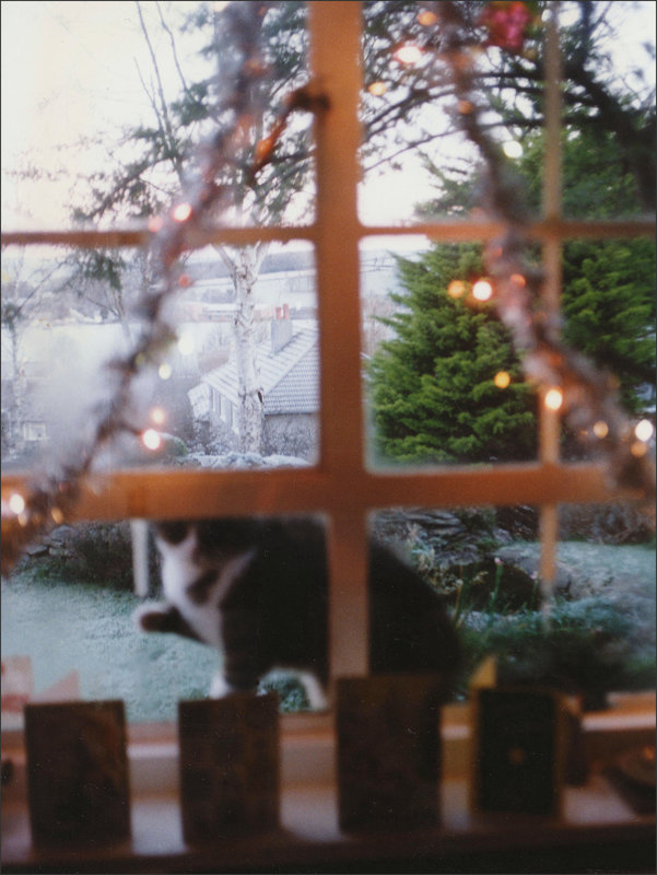 cat at the window