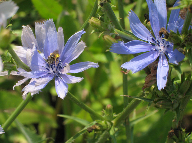 Chicory