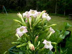 Virginia Bright in flower