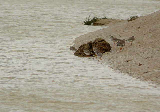 Redshanks