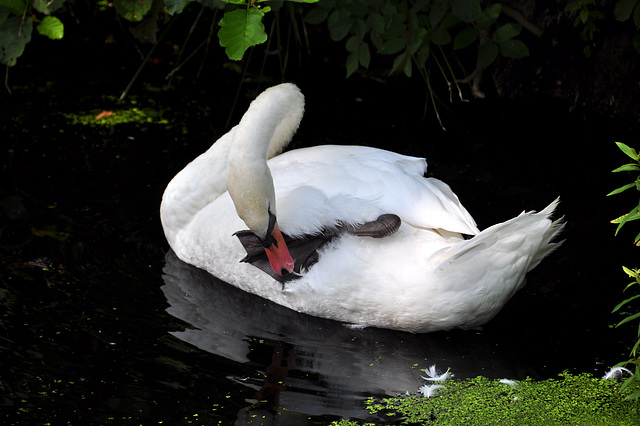 Caring for your flipper