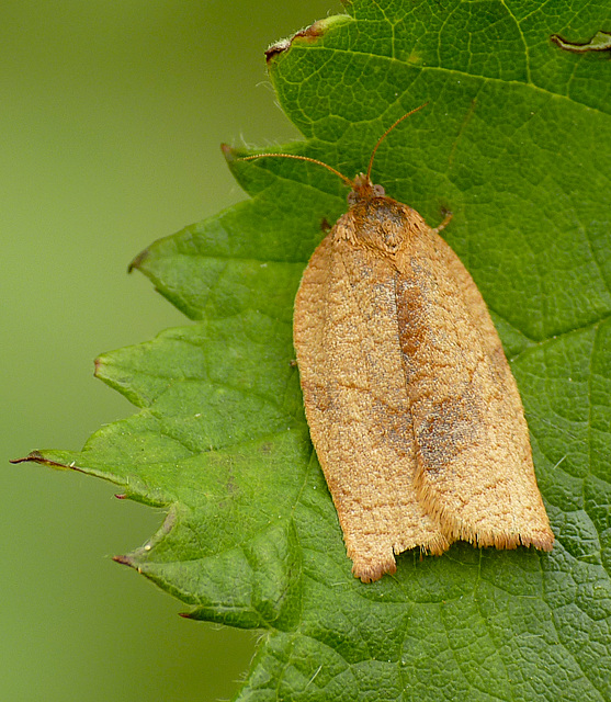 Carnation Tortrix