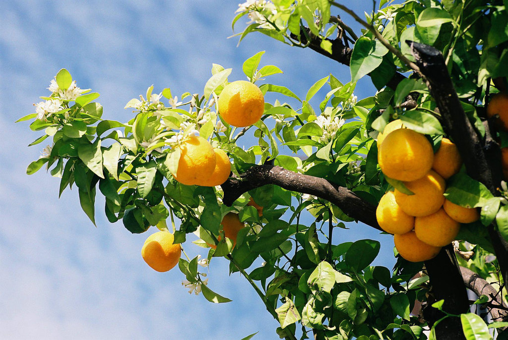 Seville Oranges 2 M7