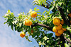 Seville Oranges 2 M7