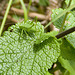 Speckled Bush Cricket