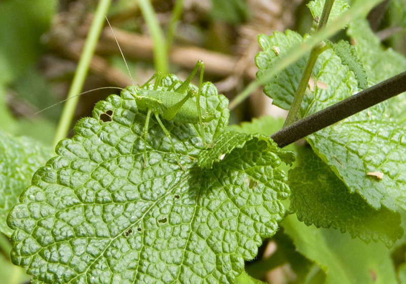 Speckled Bush Cricket