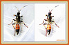 Wasp?  or Hornet? (Fractal on the right)
