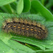 White Ermine Caterpillar